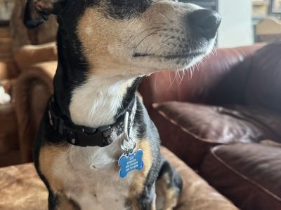 Rat Terrier fixed female