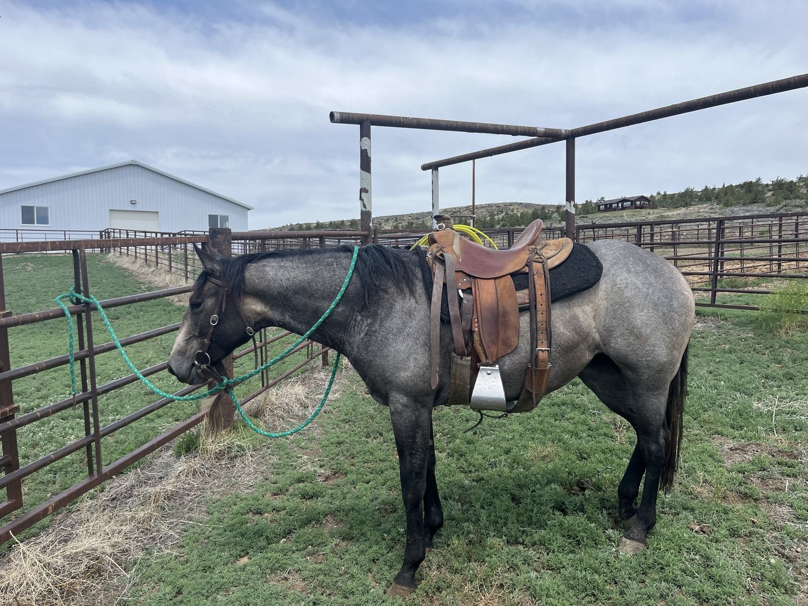 2023 AQHA mare