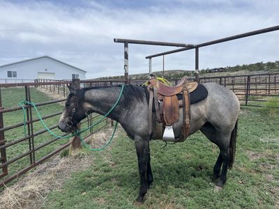 2023 AQHA mare
