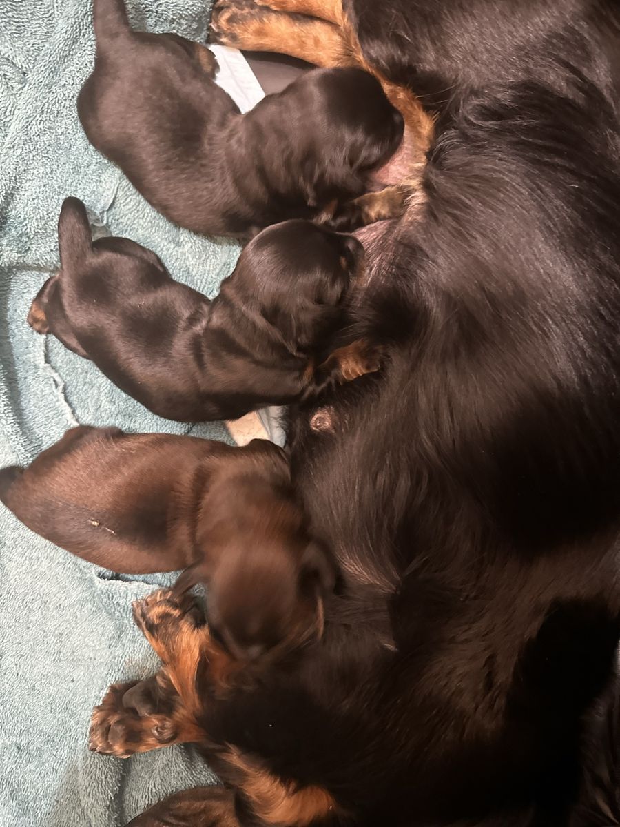 Purebred Long haired dachshund puppies.