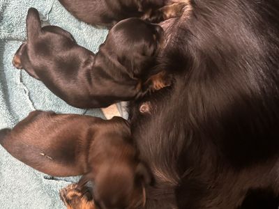 Purebred Long haired dachshund puppies.