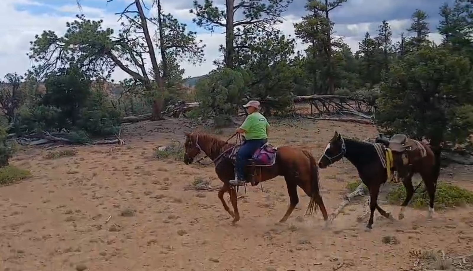 AQHA sorrel mare