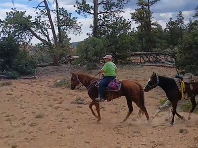 AQHA sorrel mare