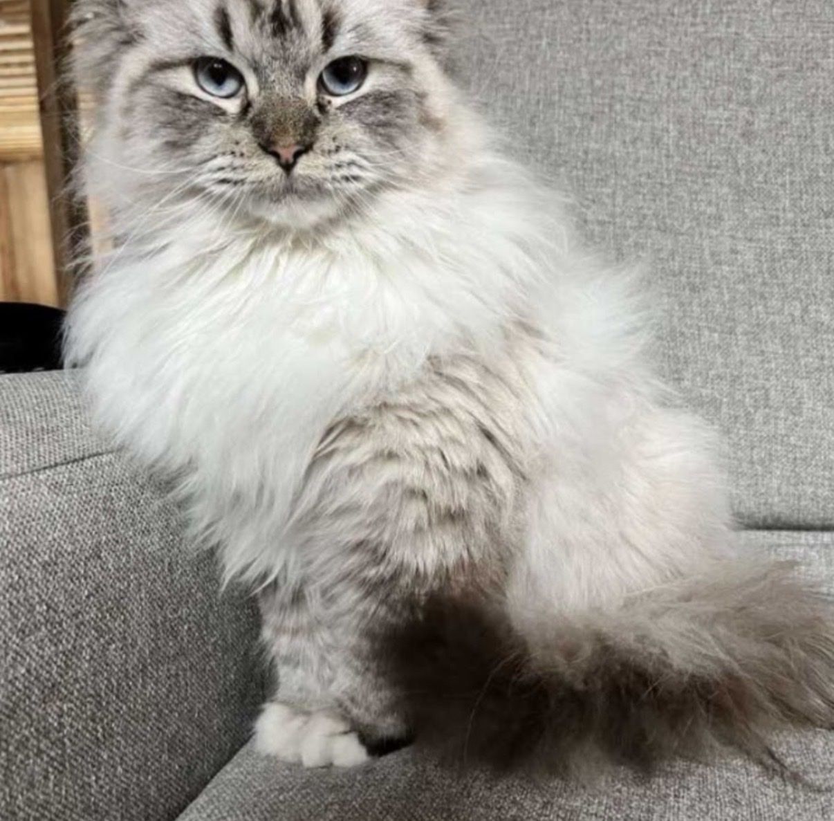3 year old purebred ragdoll male