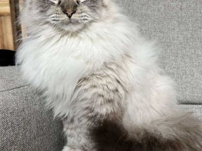3 year old purebred ragdoll male