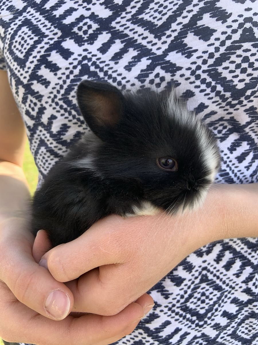 Adorable Dwarf LIonhead Baby Bunnies