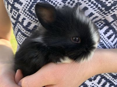 Adorable Dwarf LIonhead Baby Bunnies