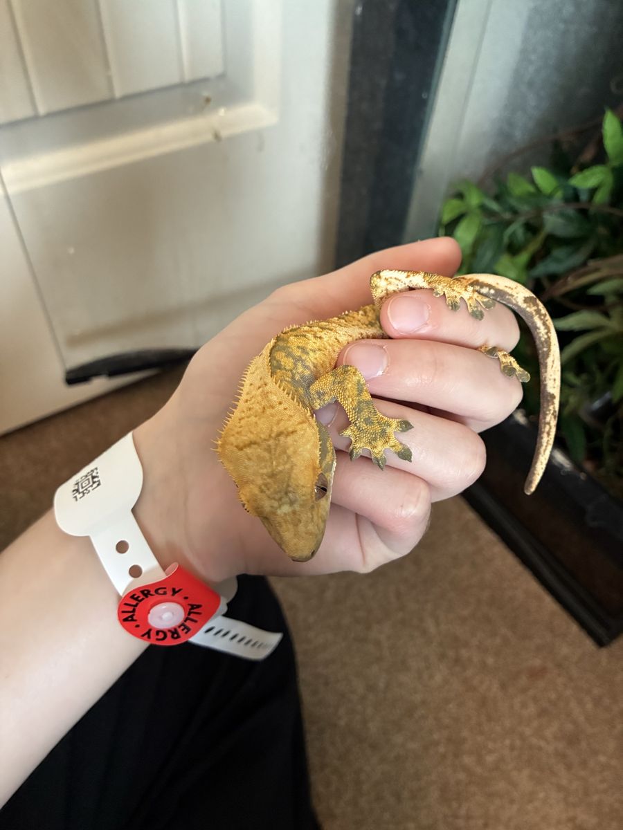Crested Gecko for Sale - Olive: Adult Male