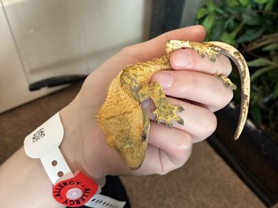 Crested Gecko for Sale - Olive: Adult Male