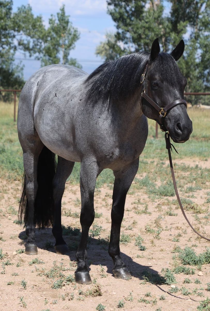 Gelding 7yr old Quarter Horse