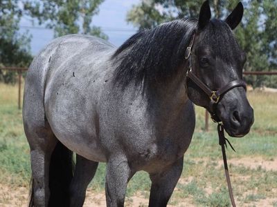 Gelding 7yr old Quarter Horse