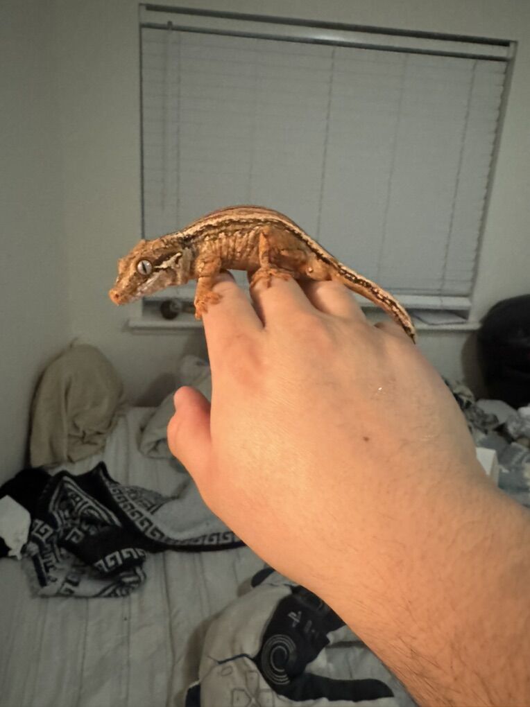 3yr old male gargoyle gecko