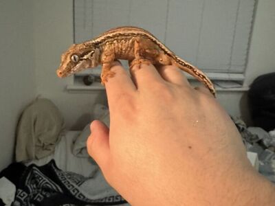 3yr old male gargoyle gecko