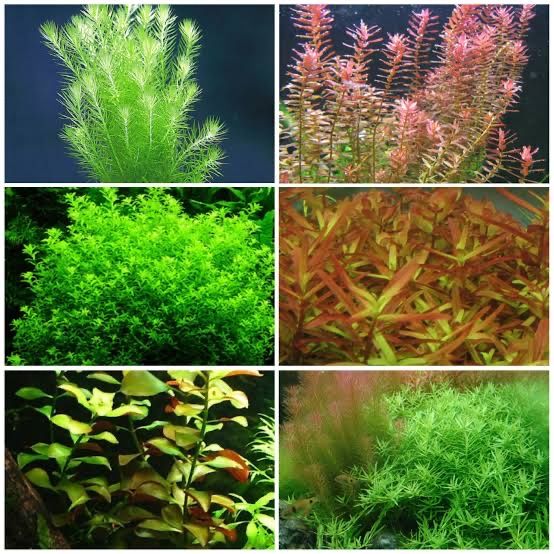 ISO Cheap AquarIum Plants