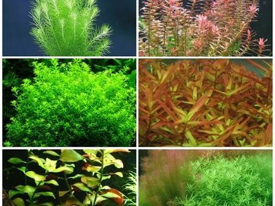 ISO Cheap AquarIum Plants