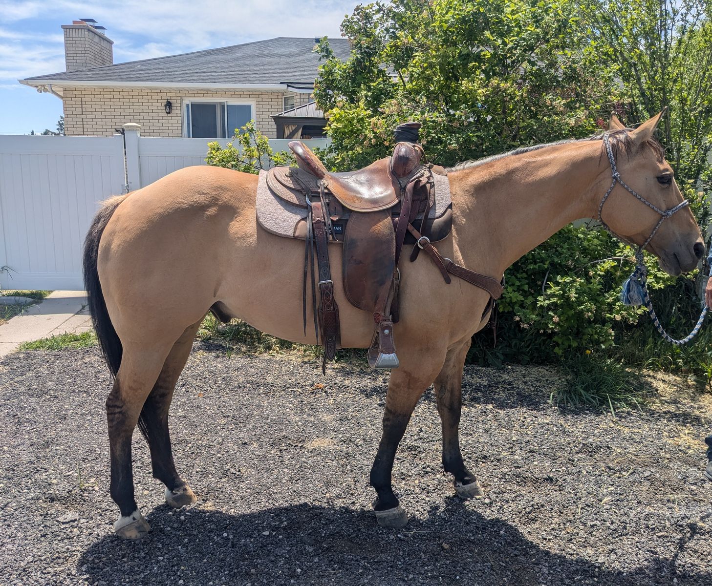 Rope horse