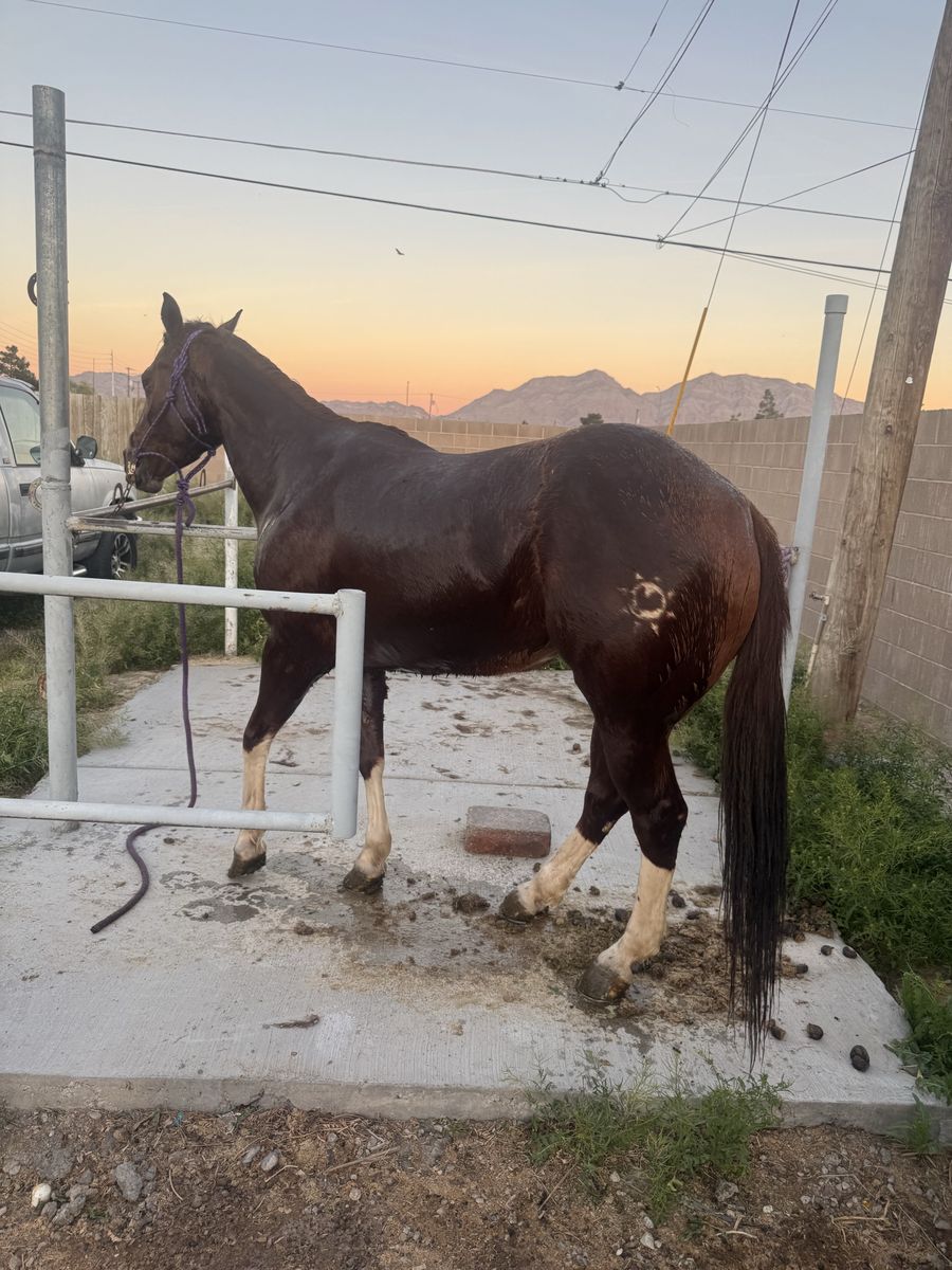 Aqha