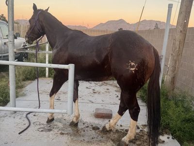Aqha