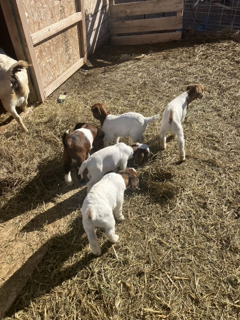 4h Boer Show Goats