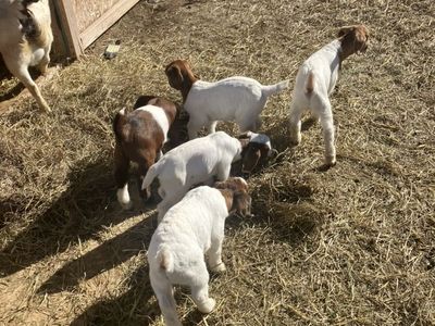 4h Boer Show Goats