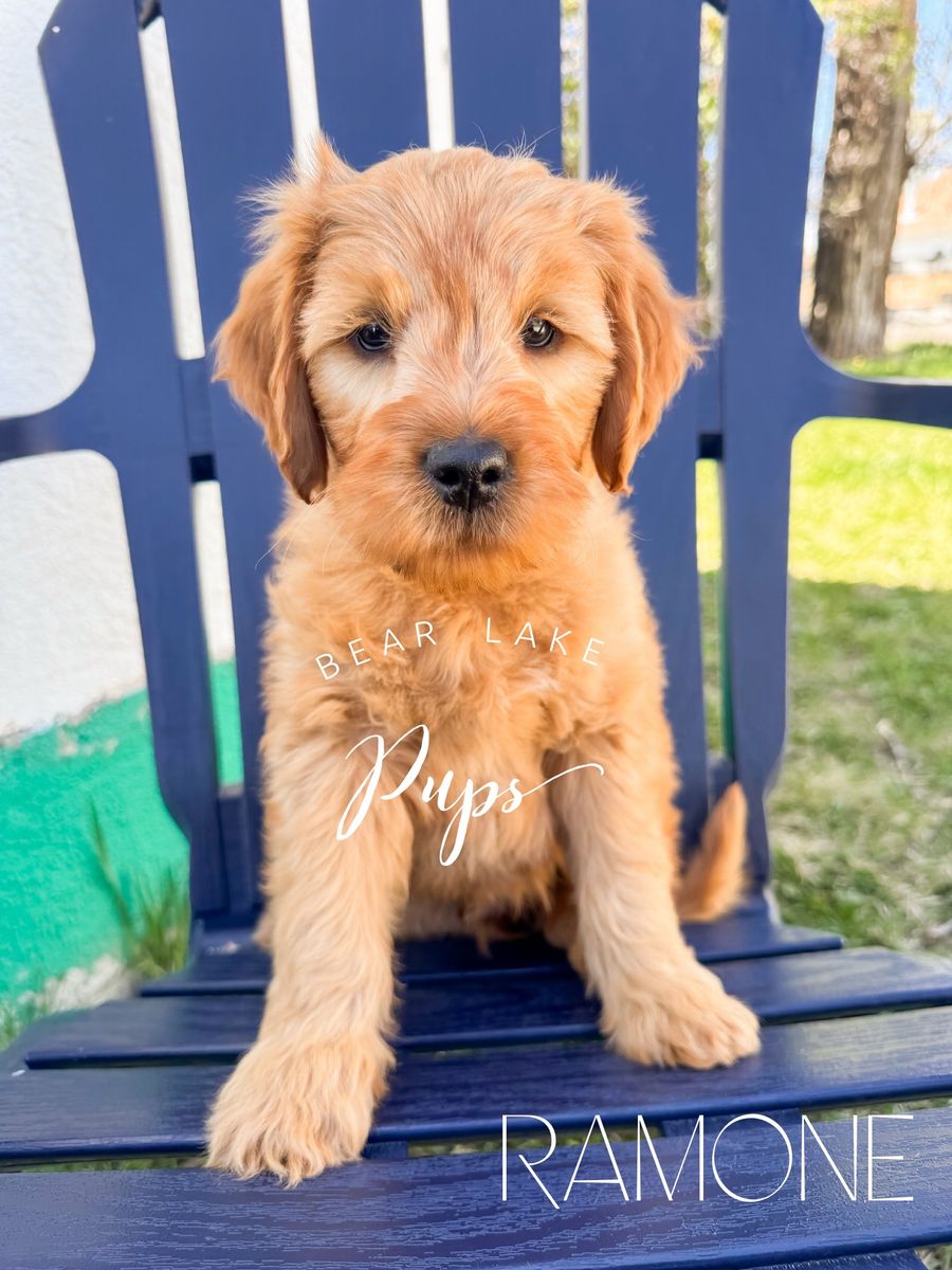 Mini Goldendoodles! Ready!