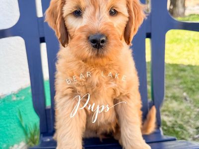 Mini Goldendoodles! Ready!