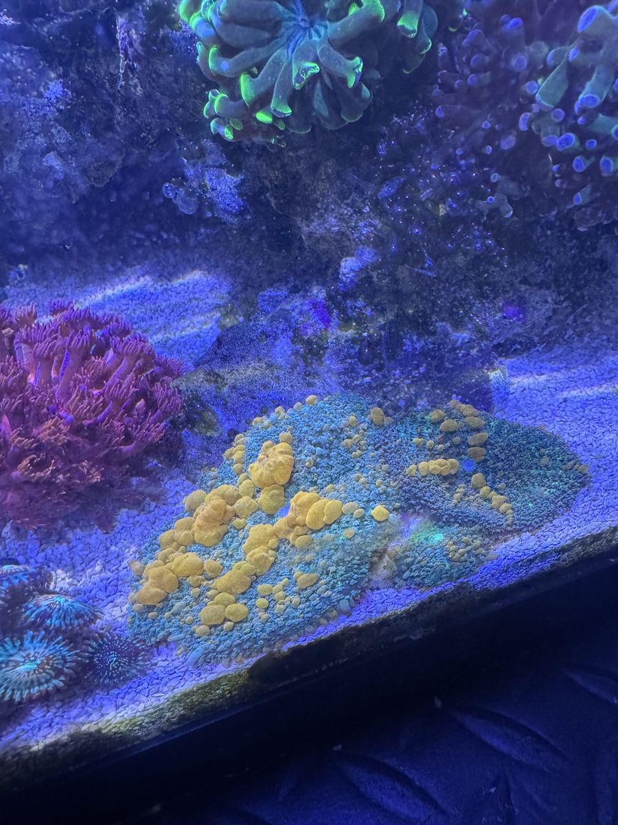 Sunkist bounce mushrooms ( Coral Frag )