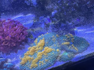 Sunkist bounce mushrooms ( Coral Frag )