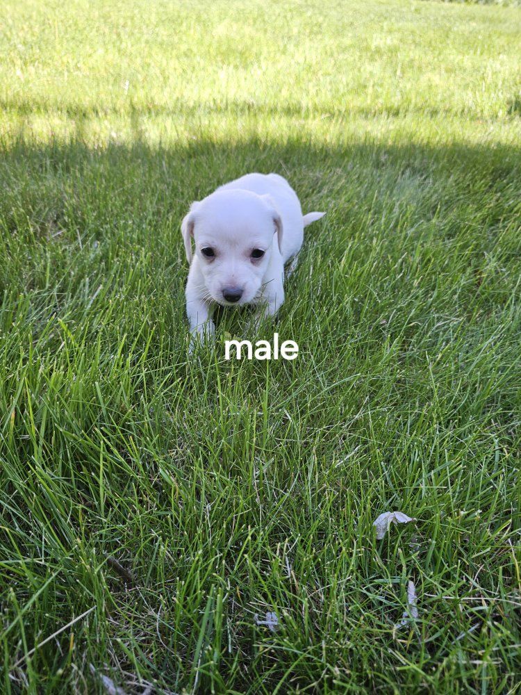 Few Adorable Chiweenie puppies left