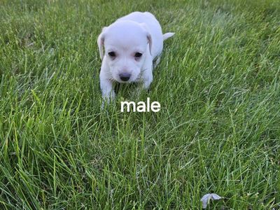 Few Adorable Chiweenie puppies left