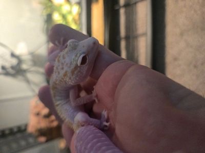 albino dreamsicle leopard gecko