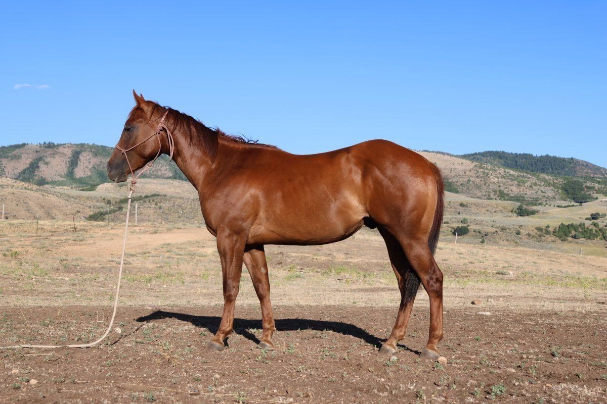 Started 2 yo Dual Rey Gelding