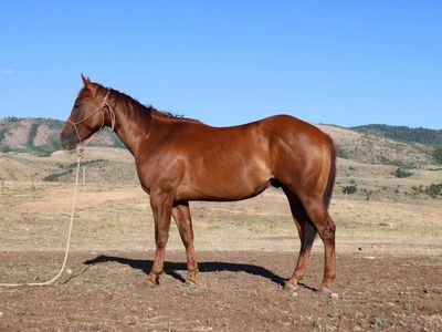 Started 2 yo Dual Rey Gelding