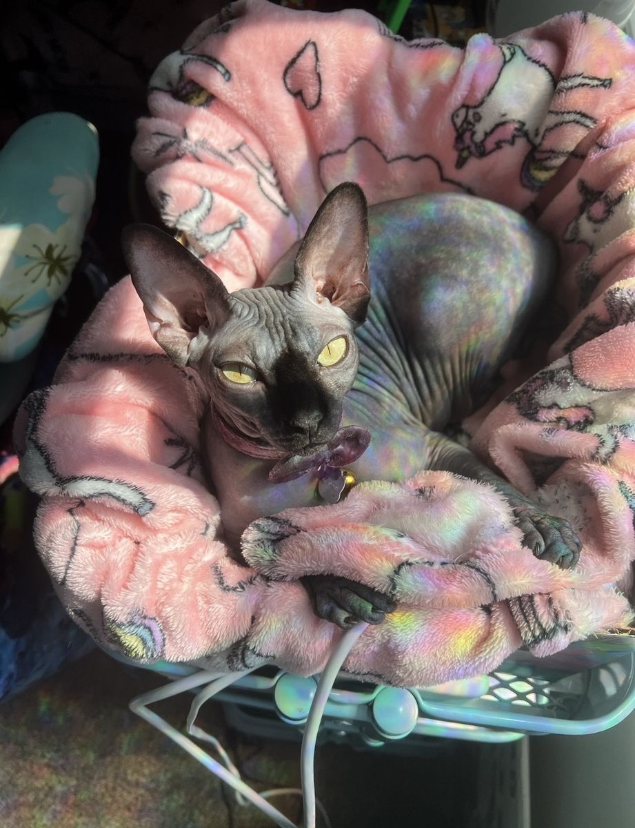Sphynx cat