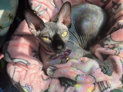 Sphynx cat