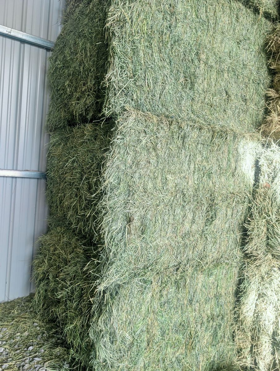 Premium Alfalfa-Grass Mix Hay - 3x4x8 Bales - Pickup or Delivery