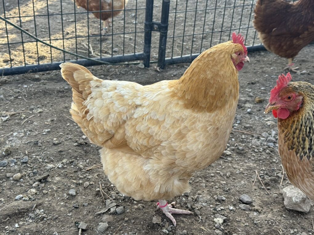 Healthy Chickens *10 & 14 Month Old $25 Each.