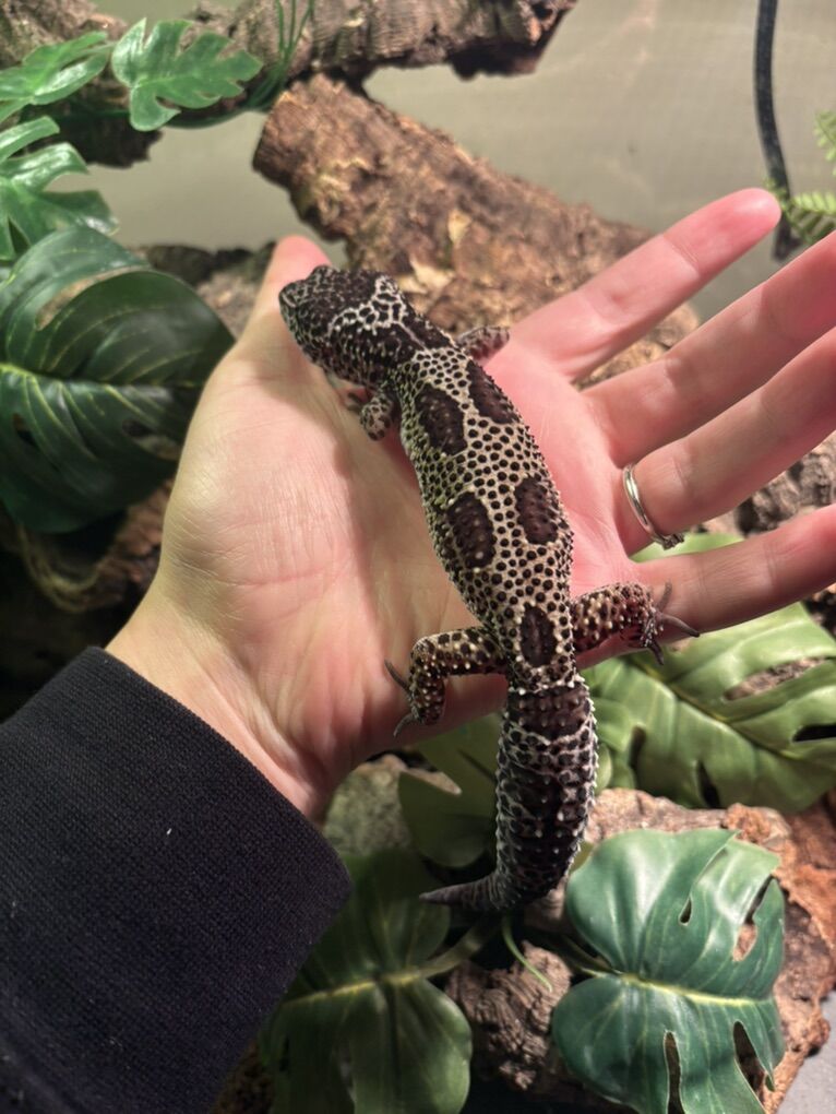 Leopard gecko