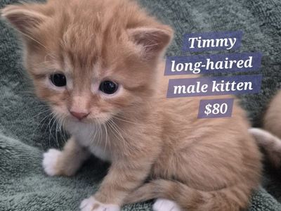 Adorable Friendly Cuddly Kittens!