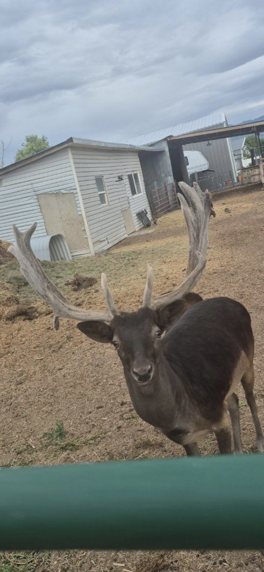 Fallow Deer