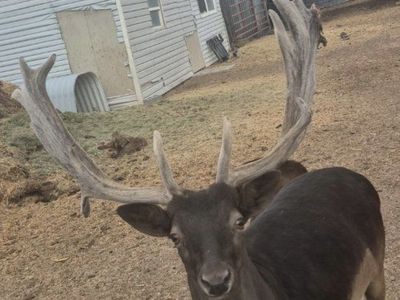 Fallow Deer