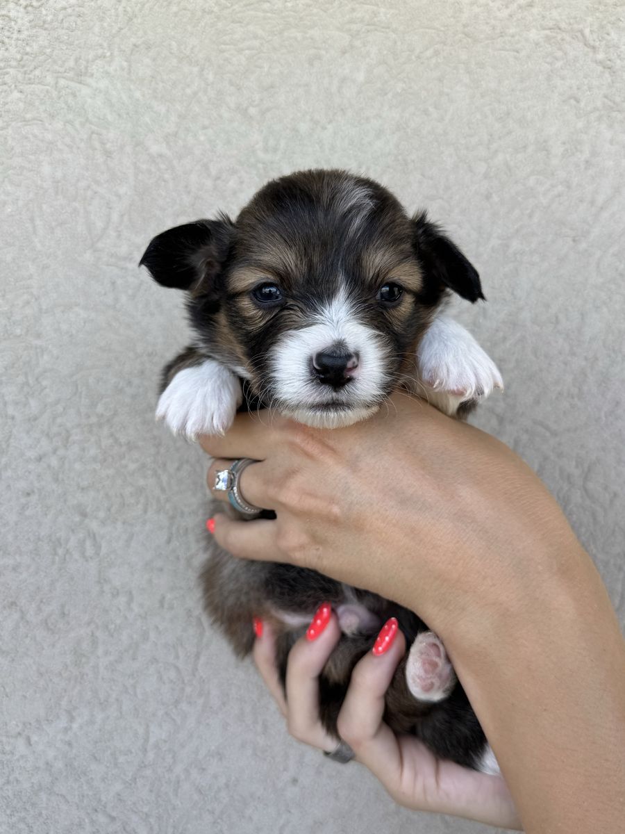 AKC Pembroke welsh corgis.