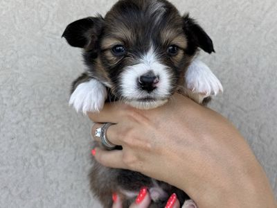 AKC Pembroke welsh corgis.