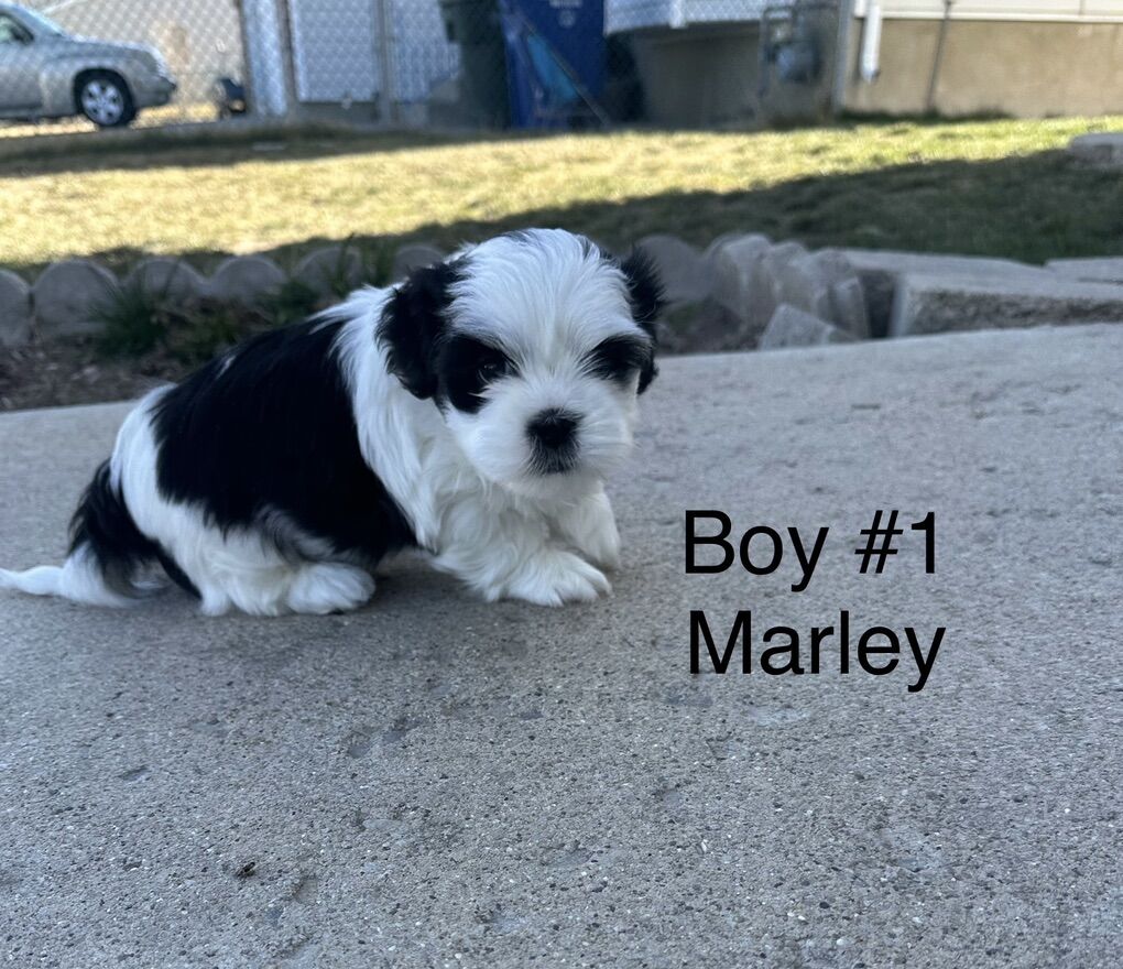 2males Shih Tzu Full Breed Puppies