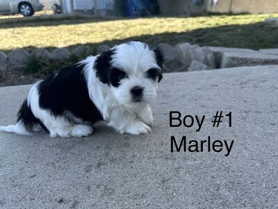 2males Shih Tzu Full Breed Puppies