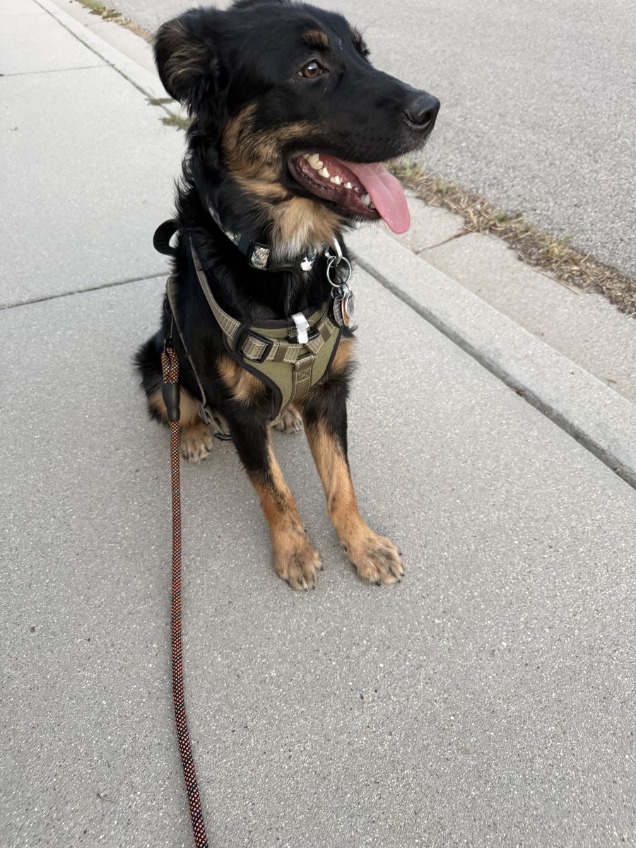 Young Aussie Mix