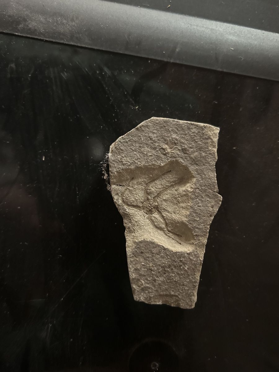 Brittle Star Fossil
