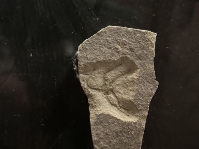 Brittle Star Fossil