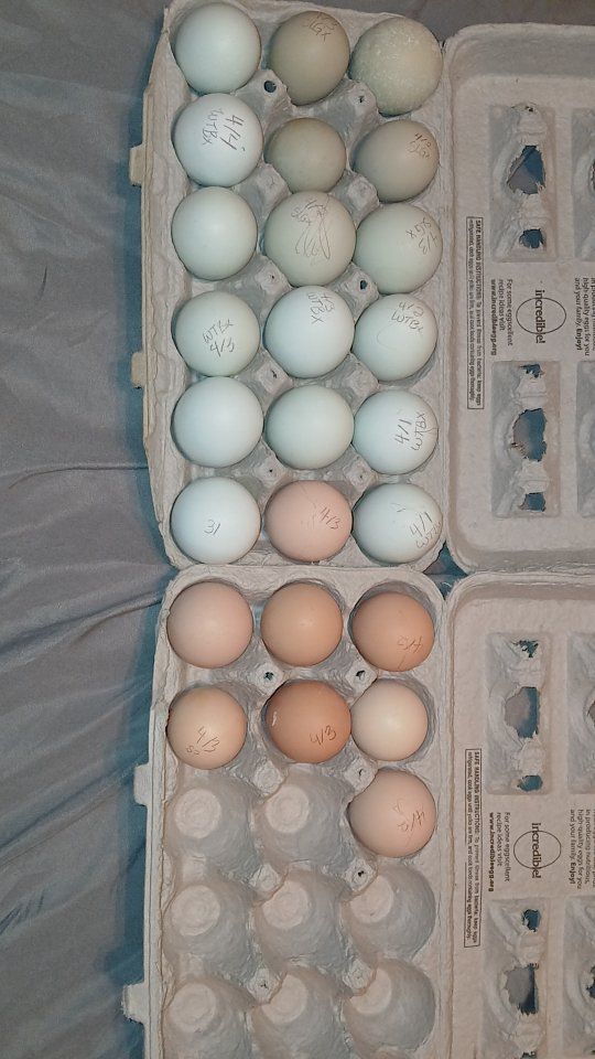 chicks hatching soon (pending)