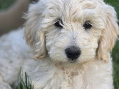 Adorable Goldendoodle Puppies -Ready for a Loving Home!